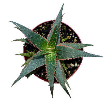 Christmas Carol Aloe